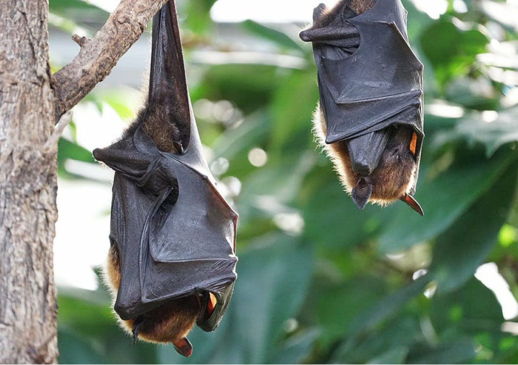 Bats hanging from a tree