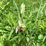 Bee Orchid at Church Lane