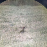 Green Woodpecker at Thornwood Common