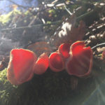 Scarlet Elfcaps in Chigwell Row Wood