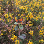 Small Copper butterfly on some flowers