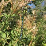 Southern Hawker in Nazeing Triangle