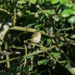 Willow Warbler at Nazeing Triangle