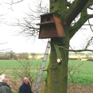 New Barn owl home in a tree
