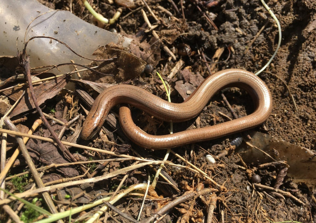 slow worm in the mud