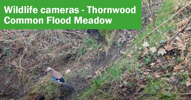Wildlife cameras - Thornwood Common Flood Meadow