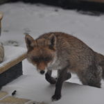 Fox walking up the stairs in the snow