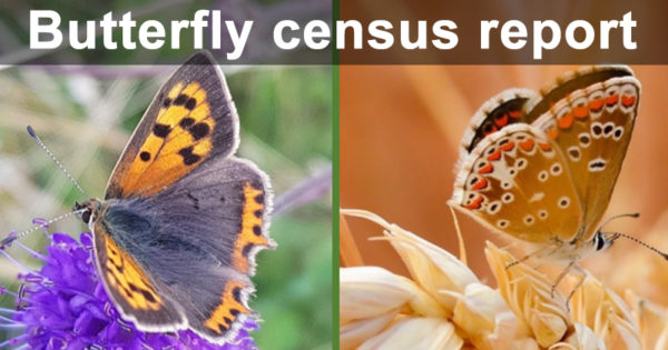 Butterfly census report