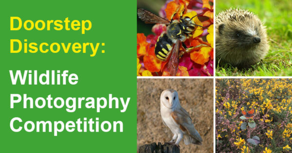 Bee on a flower, hedgehog sitting on the grass, Picture of a barn owl perched on a log, Butterfly sitting amongst the bushes