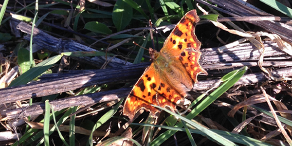 A Comma butterfly