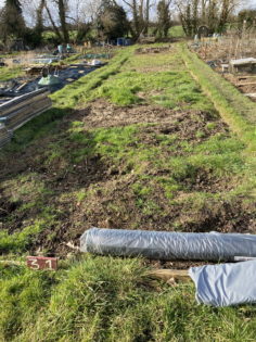 Patchy turf at Wheelers Farm allotments