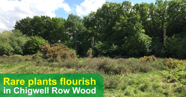 Rare plants flourish in Chigwell Row Wood