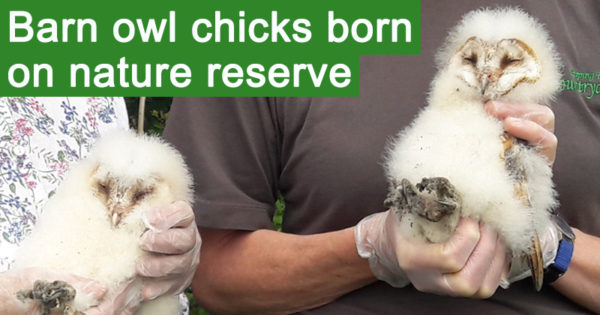 Barn owl chicks born on nature reserve