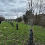Cherry Blossom Trees planted as part of the Safer Streets Funding for the Ninefields estate