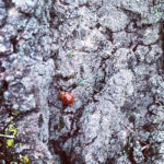 Cream streaked ladybird at Tree Top Meadow