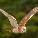 Flying barn owl